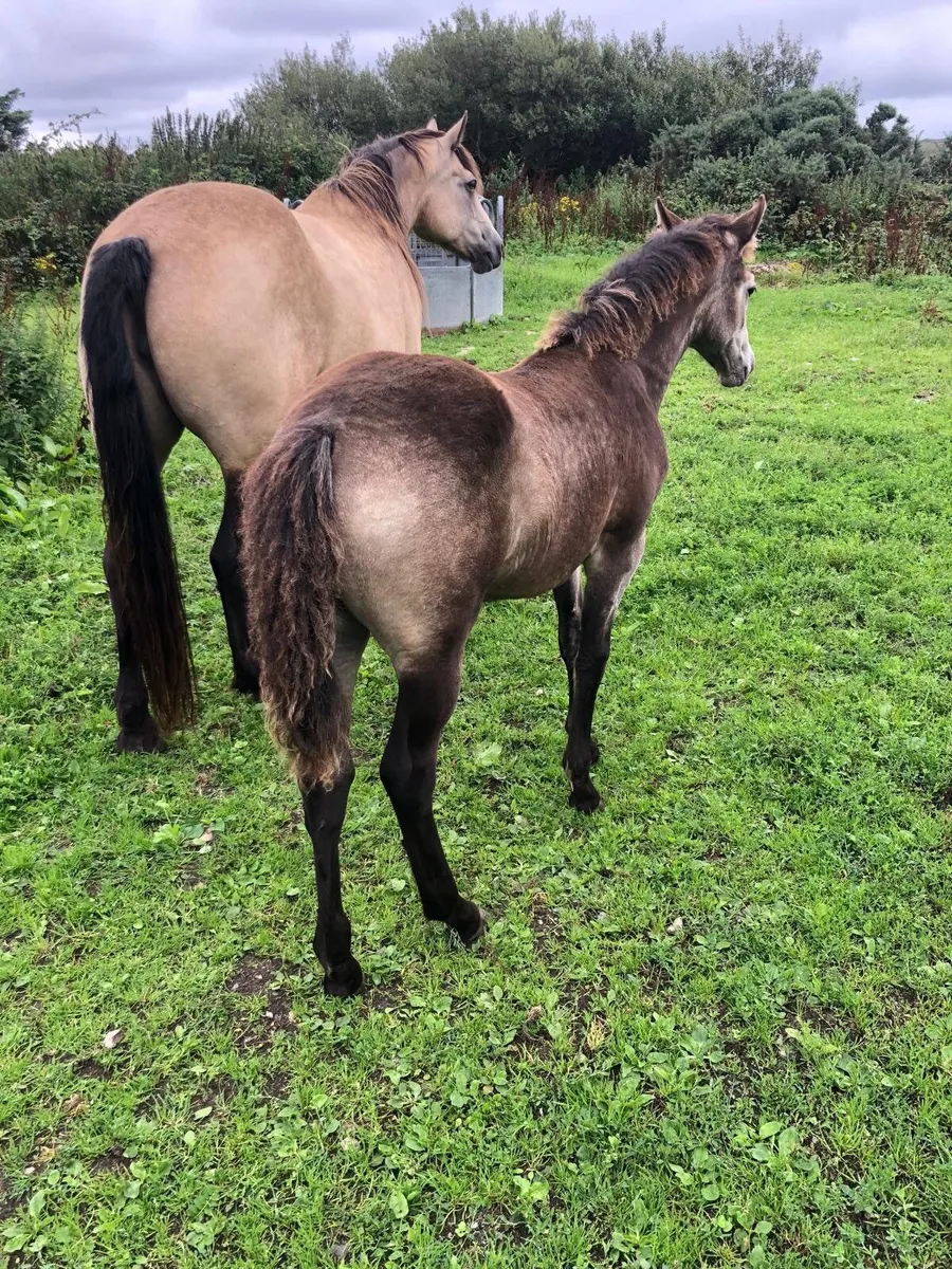 Beautiful Connemara Pony Foal - Image 2