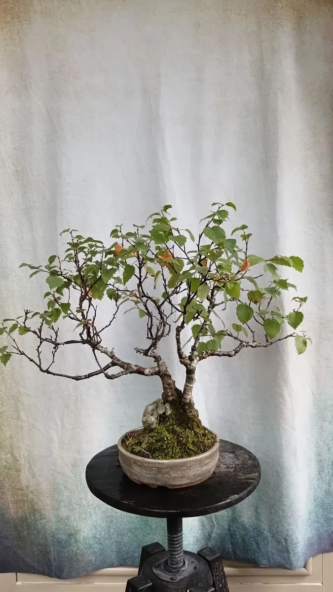 Bonsai tree ( birch) - Image 1
