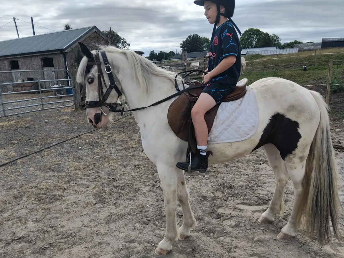 13”3 Mare Pony - Image 1