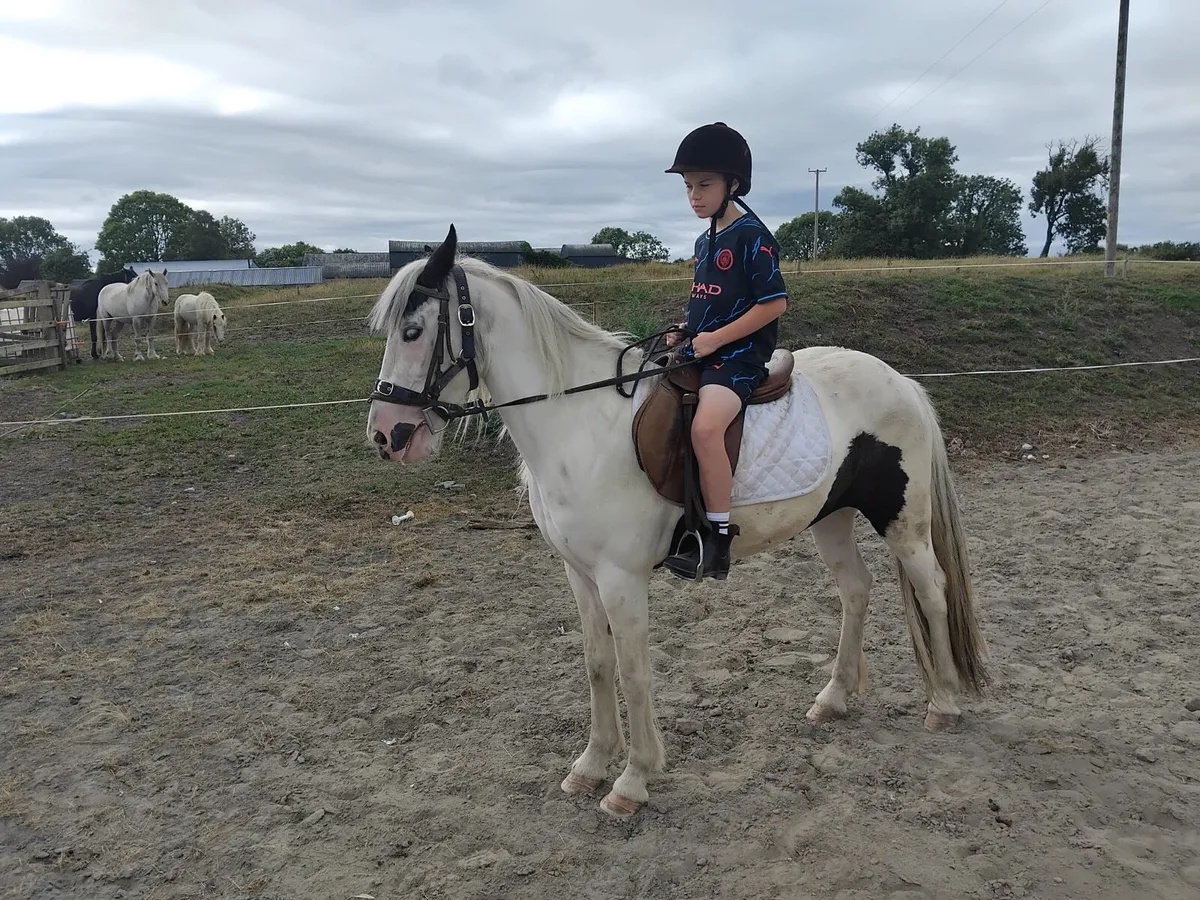 13”3 Mare Pony - Image 2