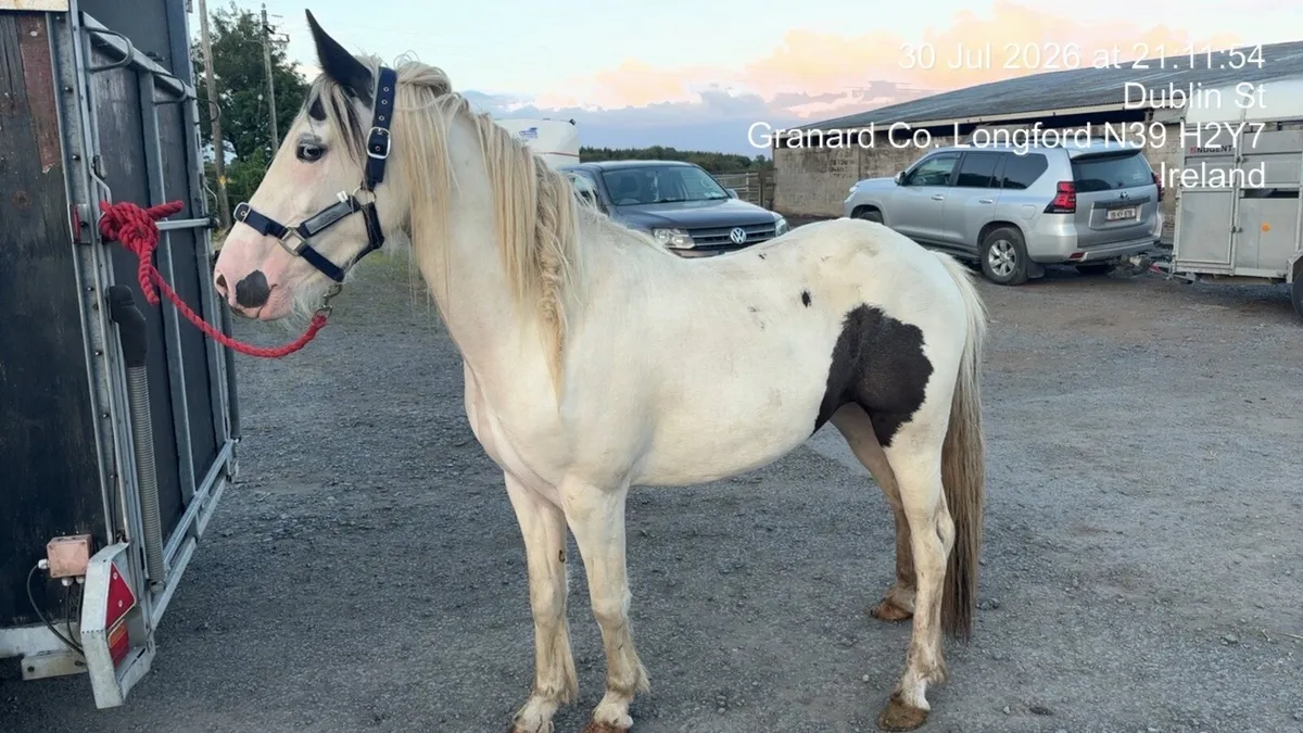13”3 Mare Pony - Image 3