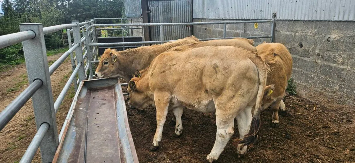 Aubrac Weanlings - Image 3