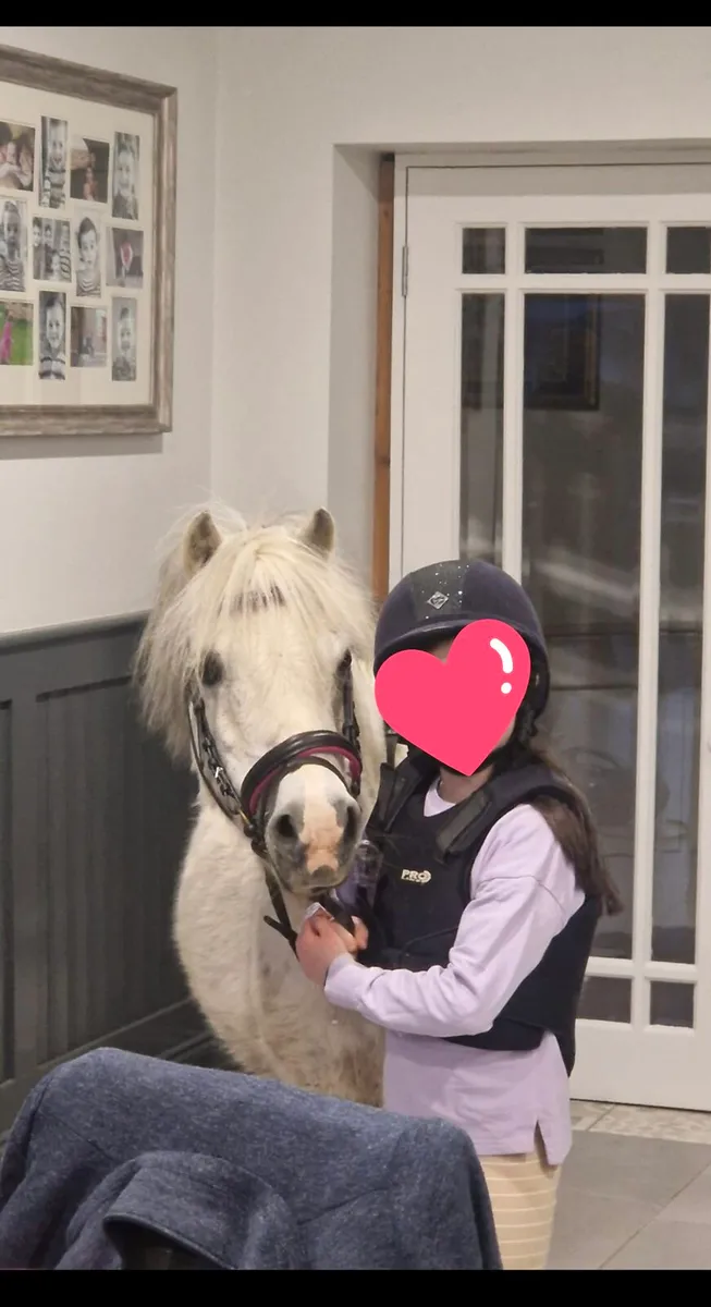 Lead rein pony - Image 1