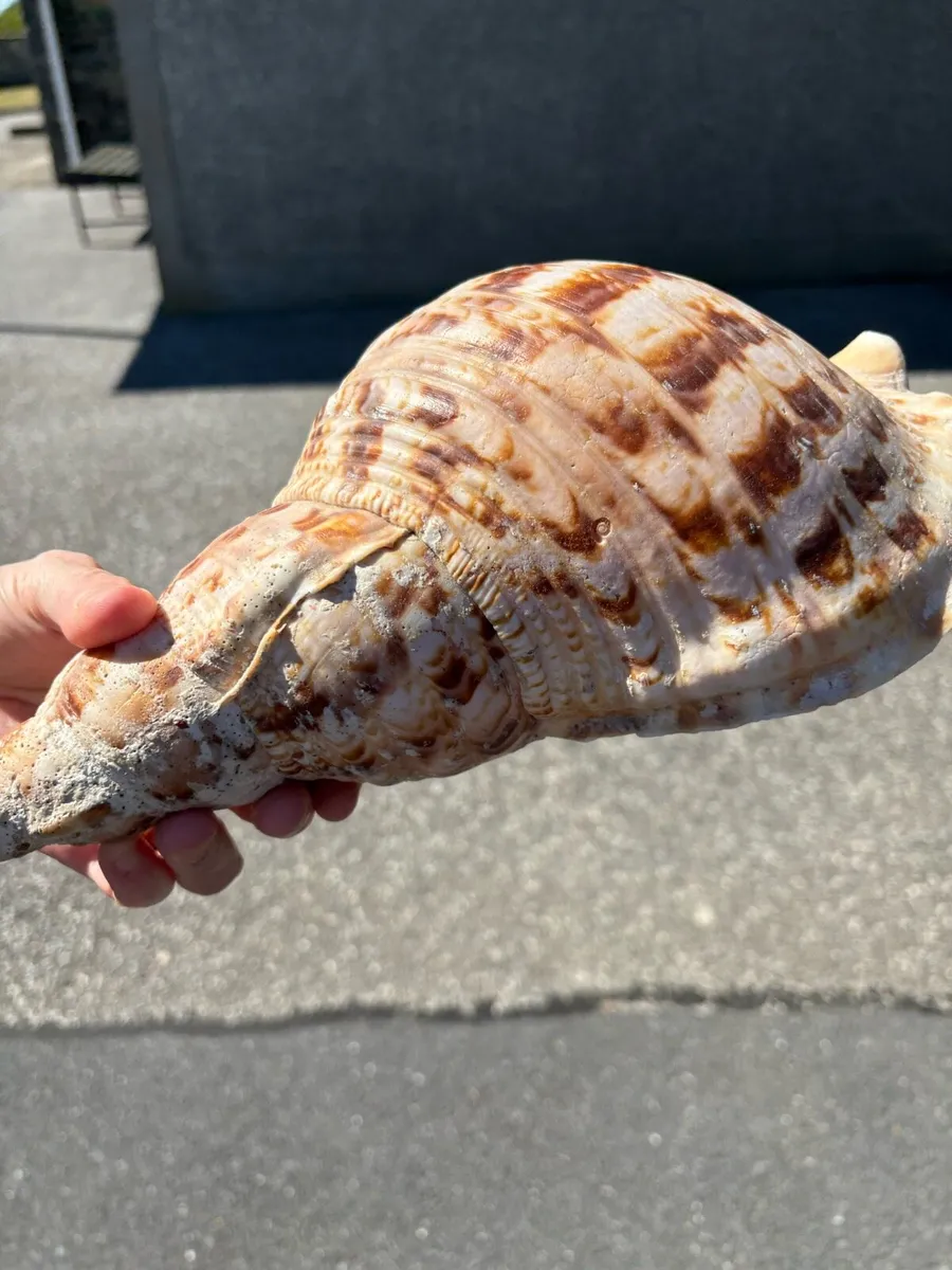 Large Decorative Triton Sea Shell – 29cm - Image 1