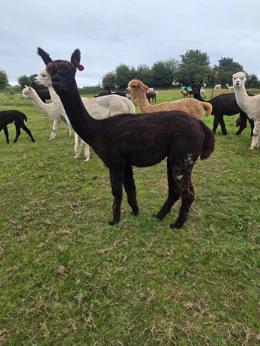 Alpacas - Image 2