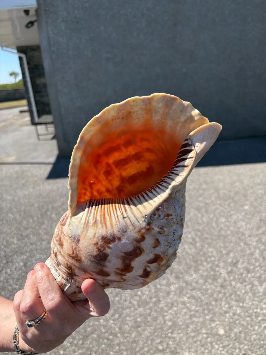 Large Decorative Triton Sea Shell – 29cm - Image 2
