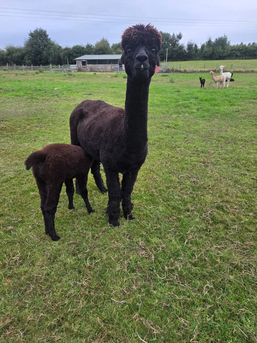 Alpacas - Image 3