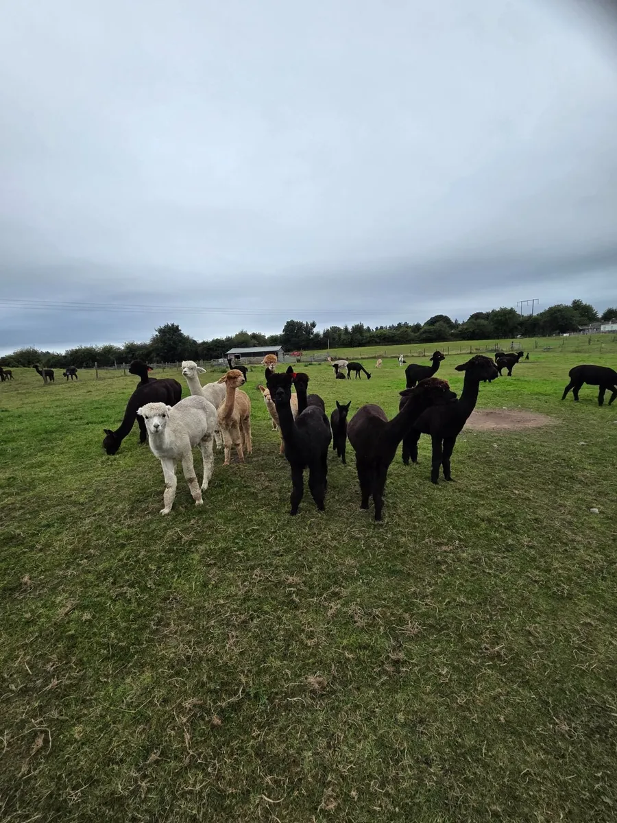 Alpacas - Image 4