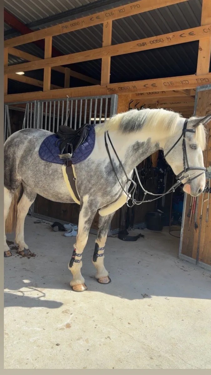 flashy 15 hand cob - Image 1