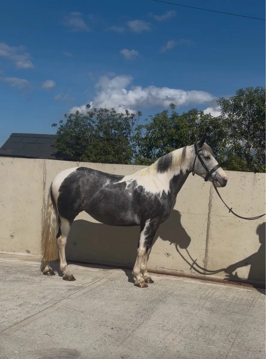 flashy 15 hand cob - Image 3