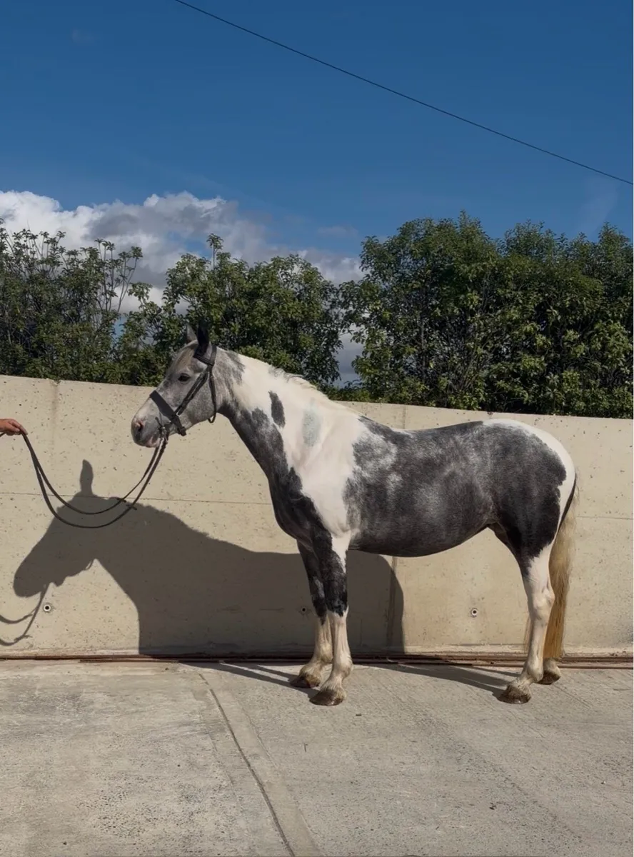 flashy 15 hand cob - Image 4