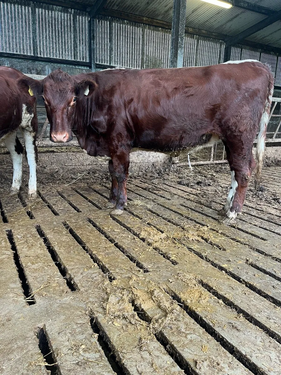Breeding heifers - Image 4