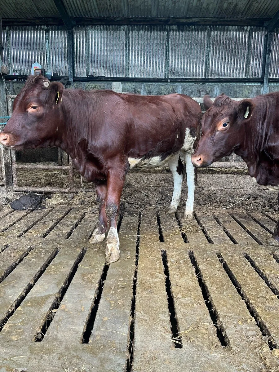 Breeding heifers - Image 1