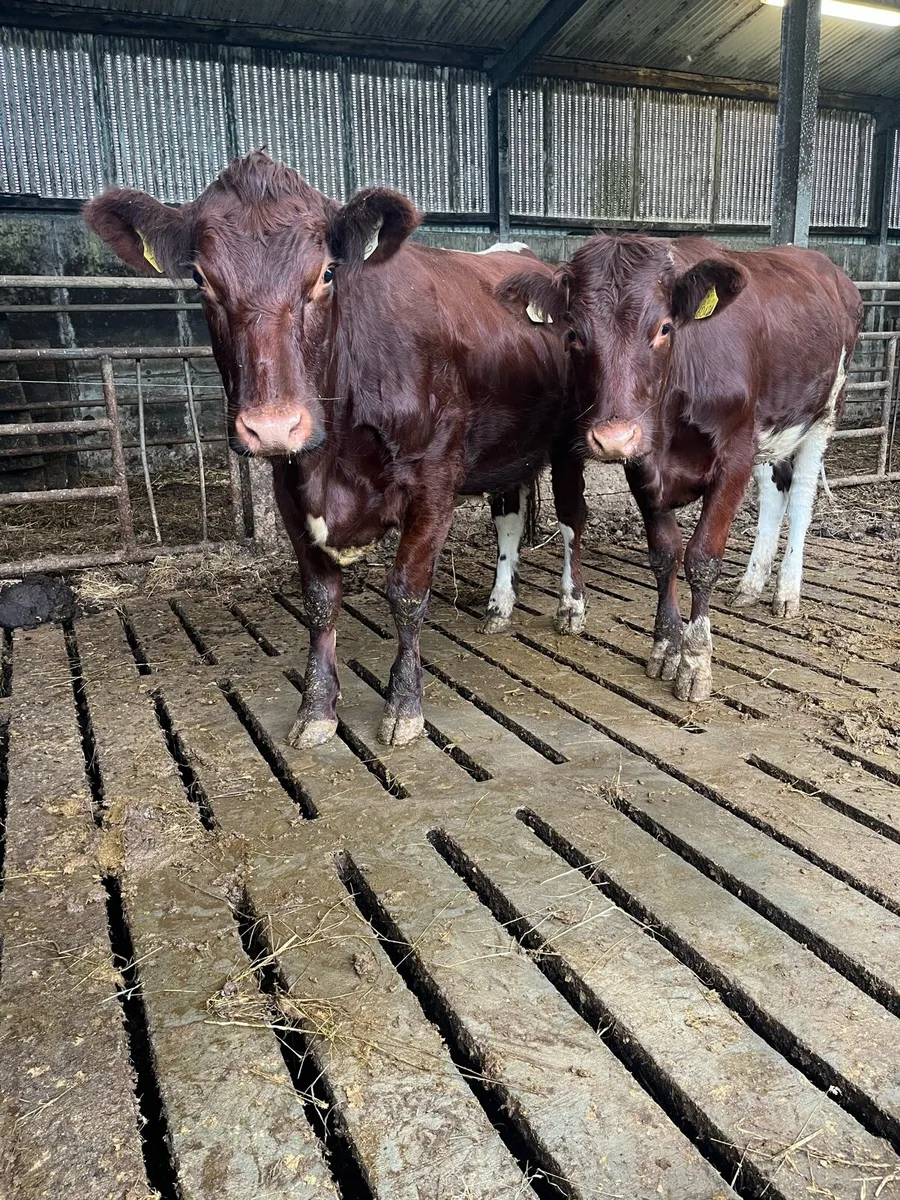 Breeding heifers - Image 2