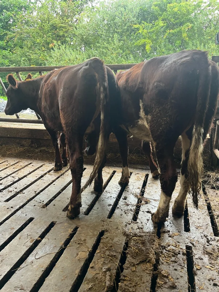 Breeding heifers - Image 3