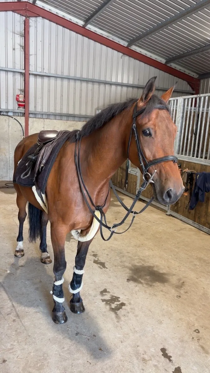 148 gelding - Image 1