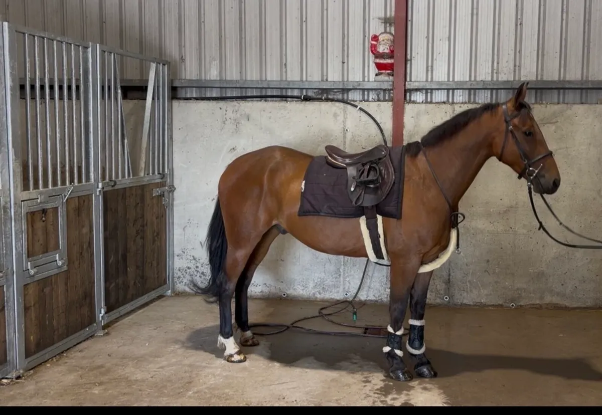 148 gelding - Image 2