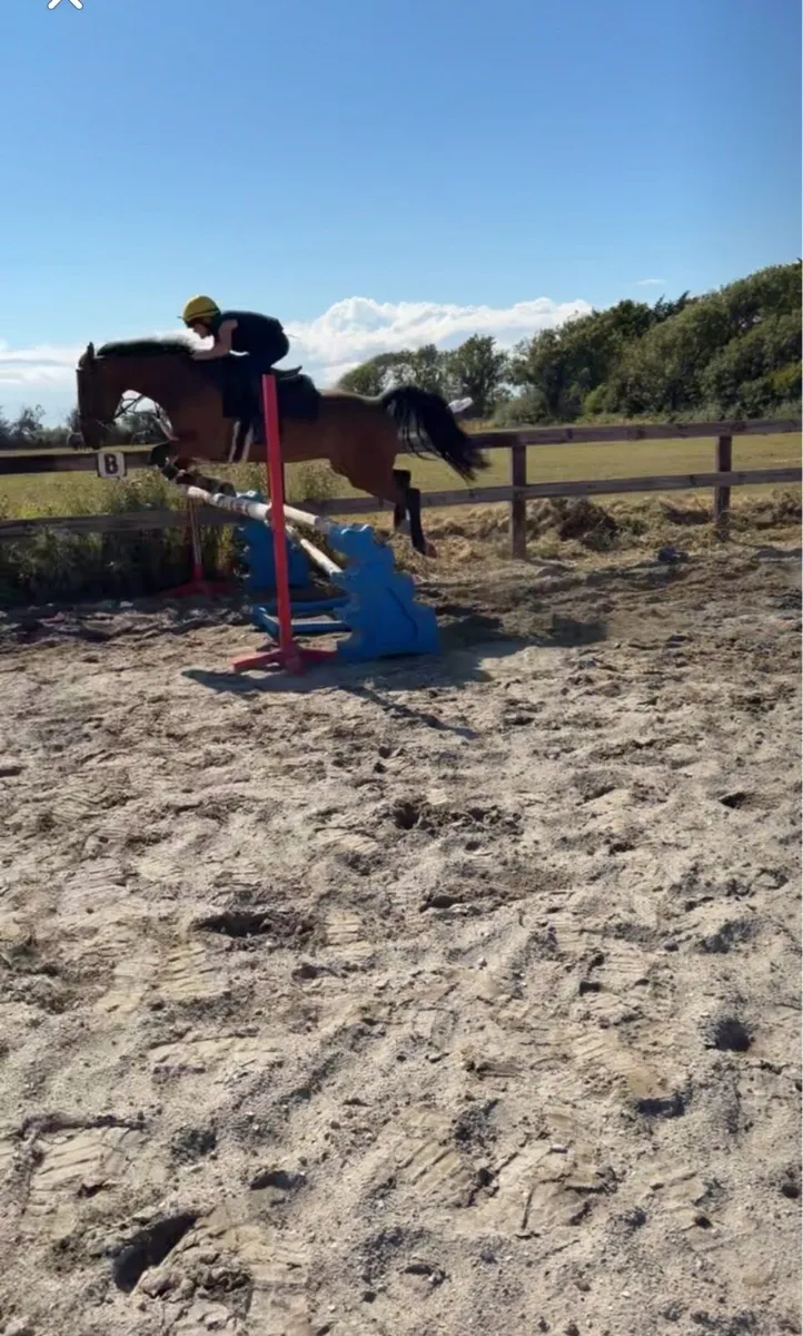 148 gelding - Image 3