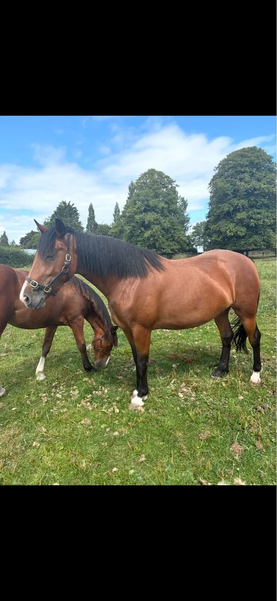 15.2 mare 7 years old - Image 1