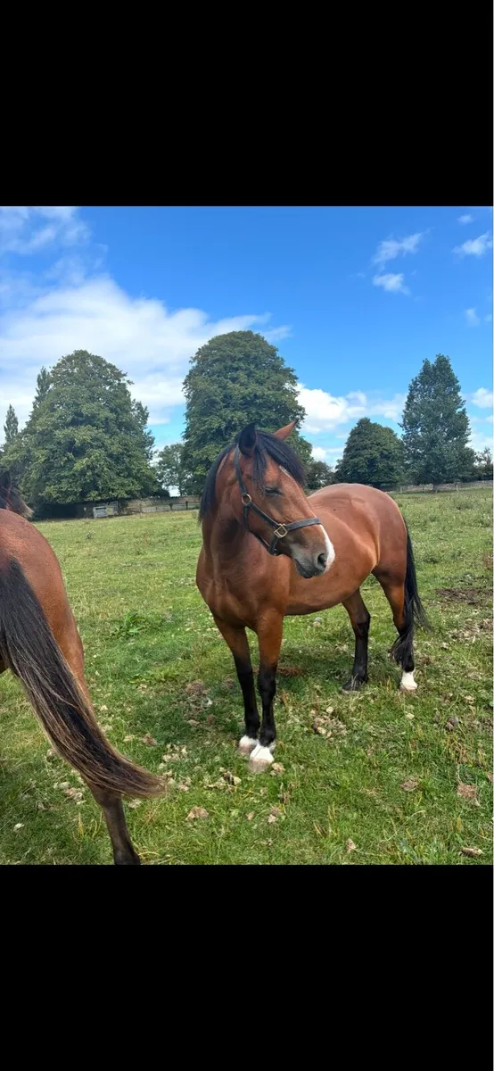 15.2 mare 7 years old - Image 2