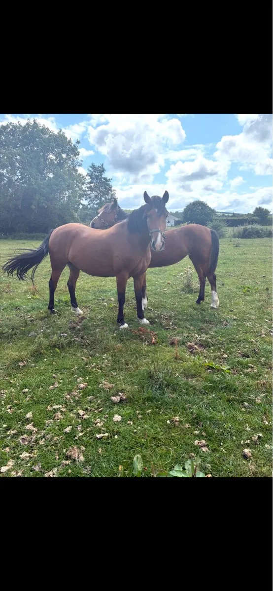 15.2 mare 7 years old - Image 4