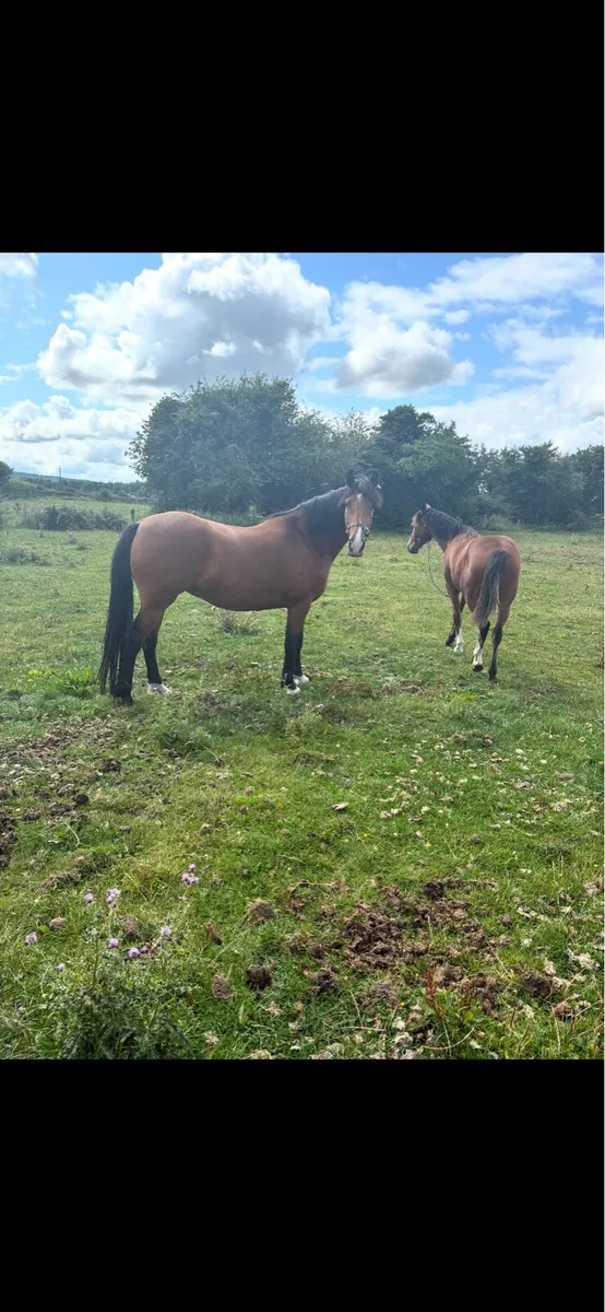 15.2 mare 7 years old - Image 3