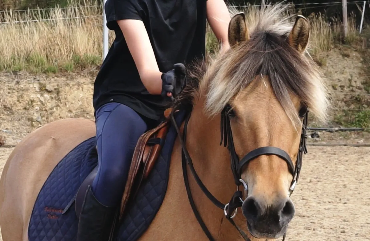 🌟 13h Pony Club Pony 🌟 - Image 1