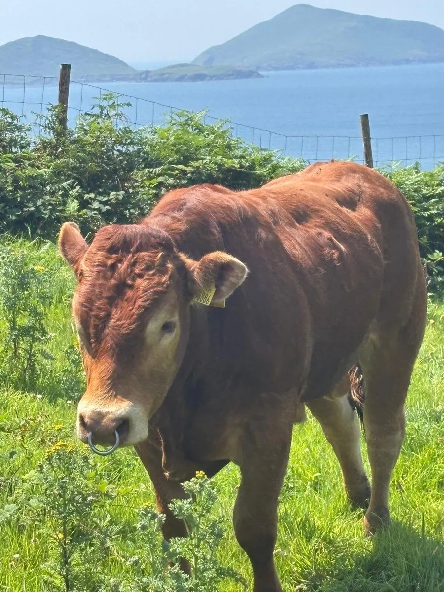⭐️⭐️⭐️⭐️⭐️Wanted!!! Limousin bull ⭐️⭐️⭐️⭐️⭐️