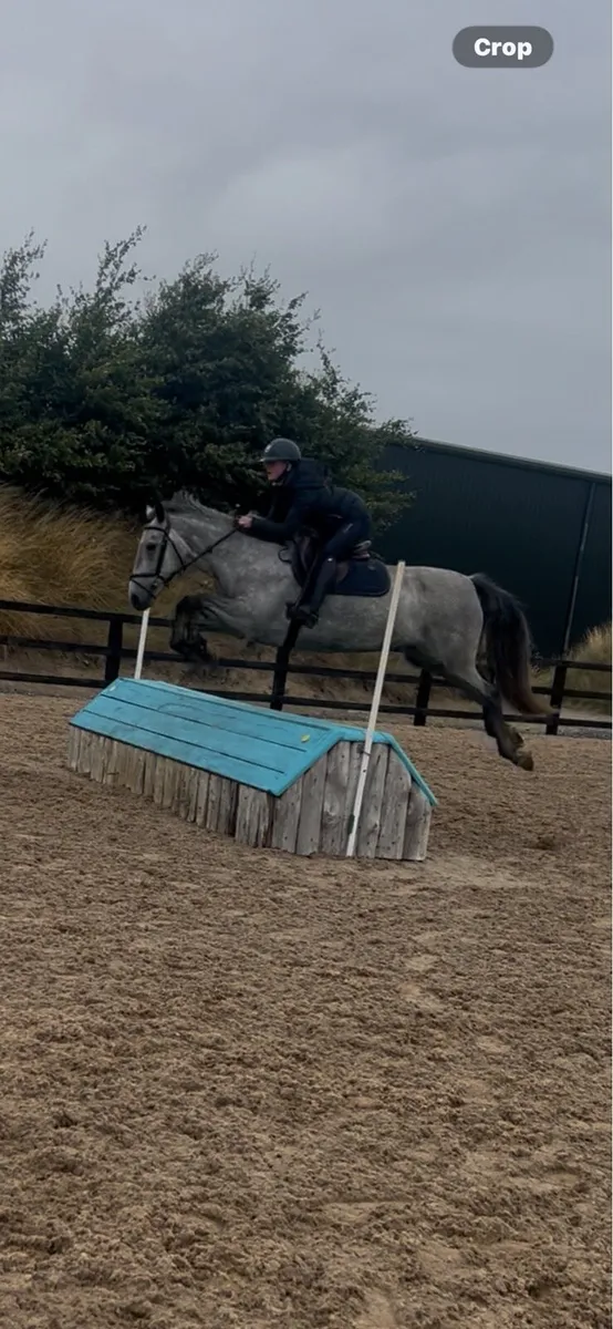 Full Connemara Mare - Image 1