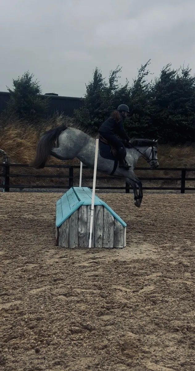 Full Connemara Mare - Image 2