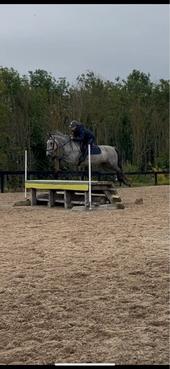 Full Connemara Mare - Image 3
