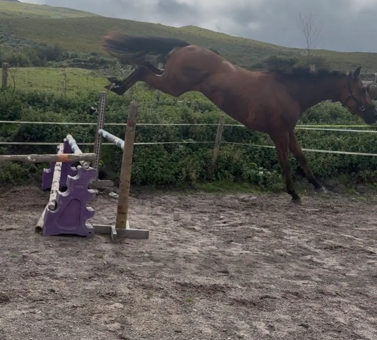 ISH filly - Image 1
