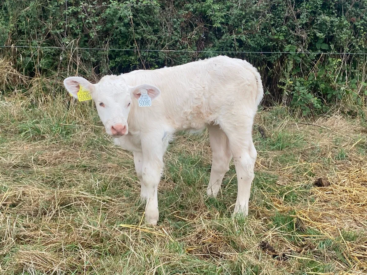 Pedigree GOLDSTAR ECHO heifer calf and receipient - Image 2