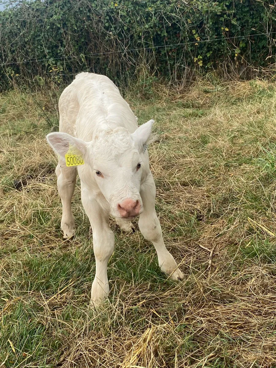 Pedigree GOLDSTAR ECHO heifer calf and receipient - Image 3