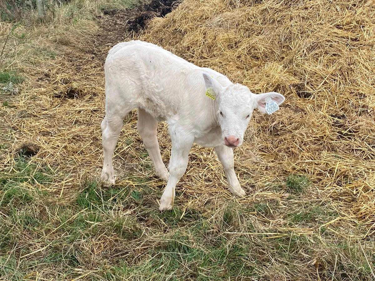 Pedigree GOLDSTAR ECHO heifer calf and receipient - Image 4