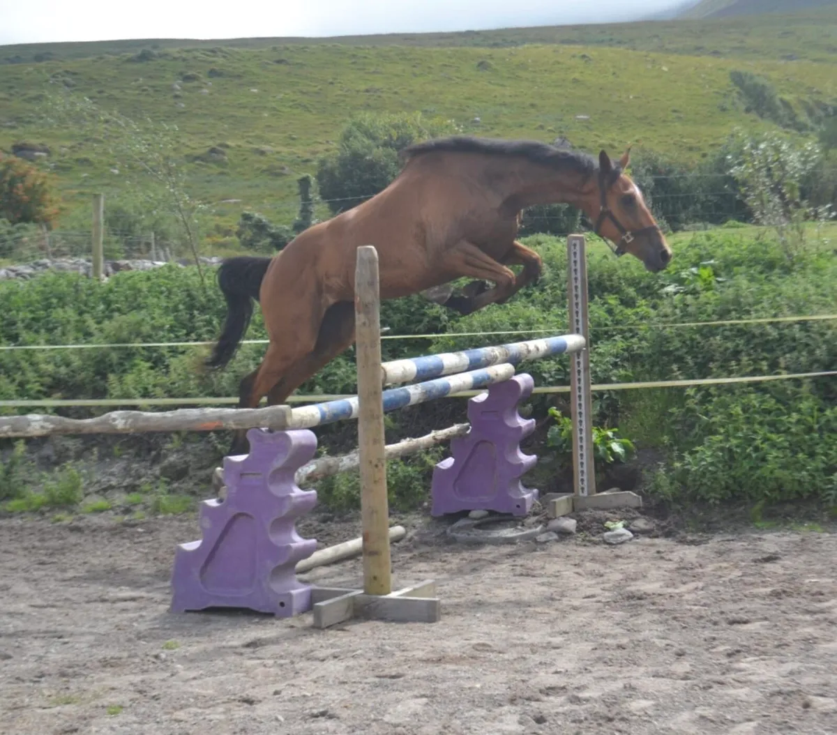 ISH filly - Image 3