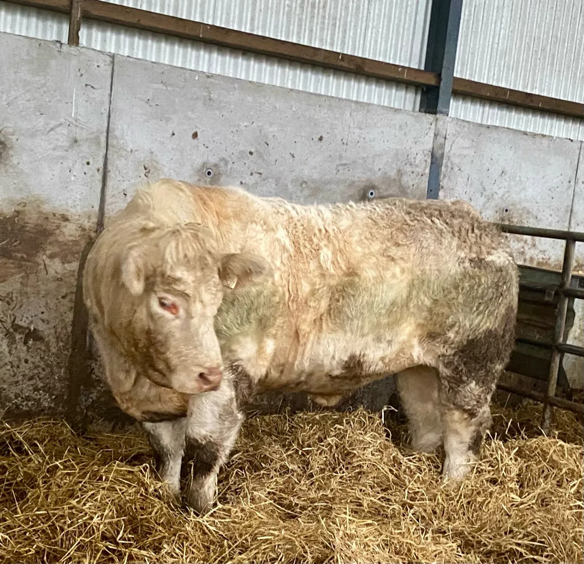 Pedigree GOLDSTAR ECHO heifer calf and receipient - Image 1