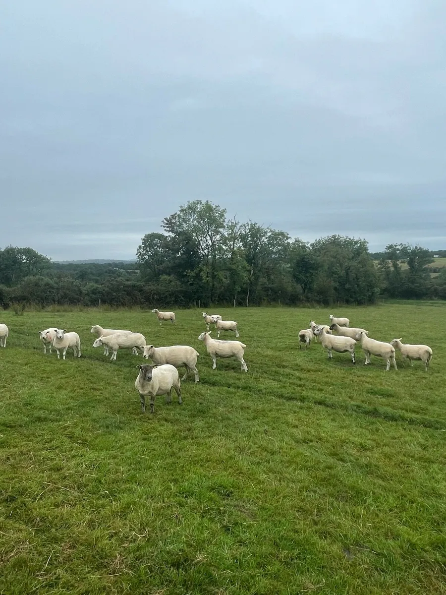 🔥Organic sheep for Ballyjamesduff breeding sale🔥 - Image 2