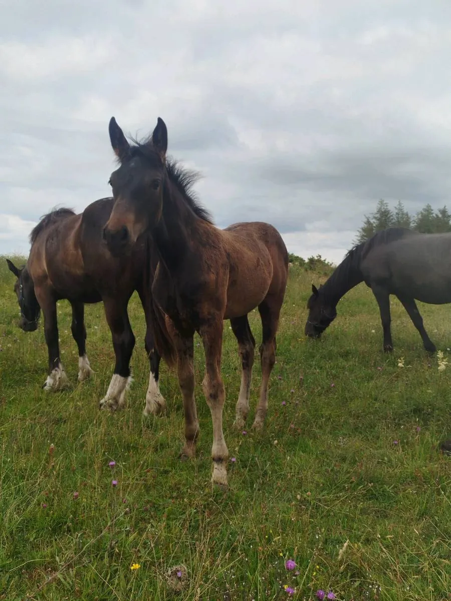 Connie/ISH filly - Image 1