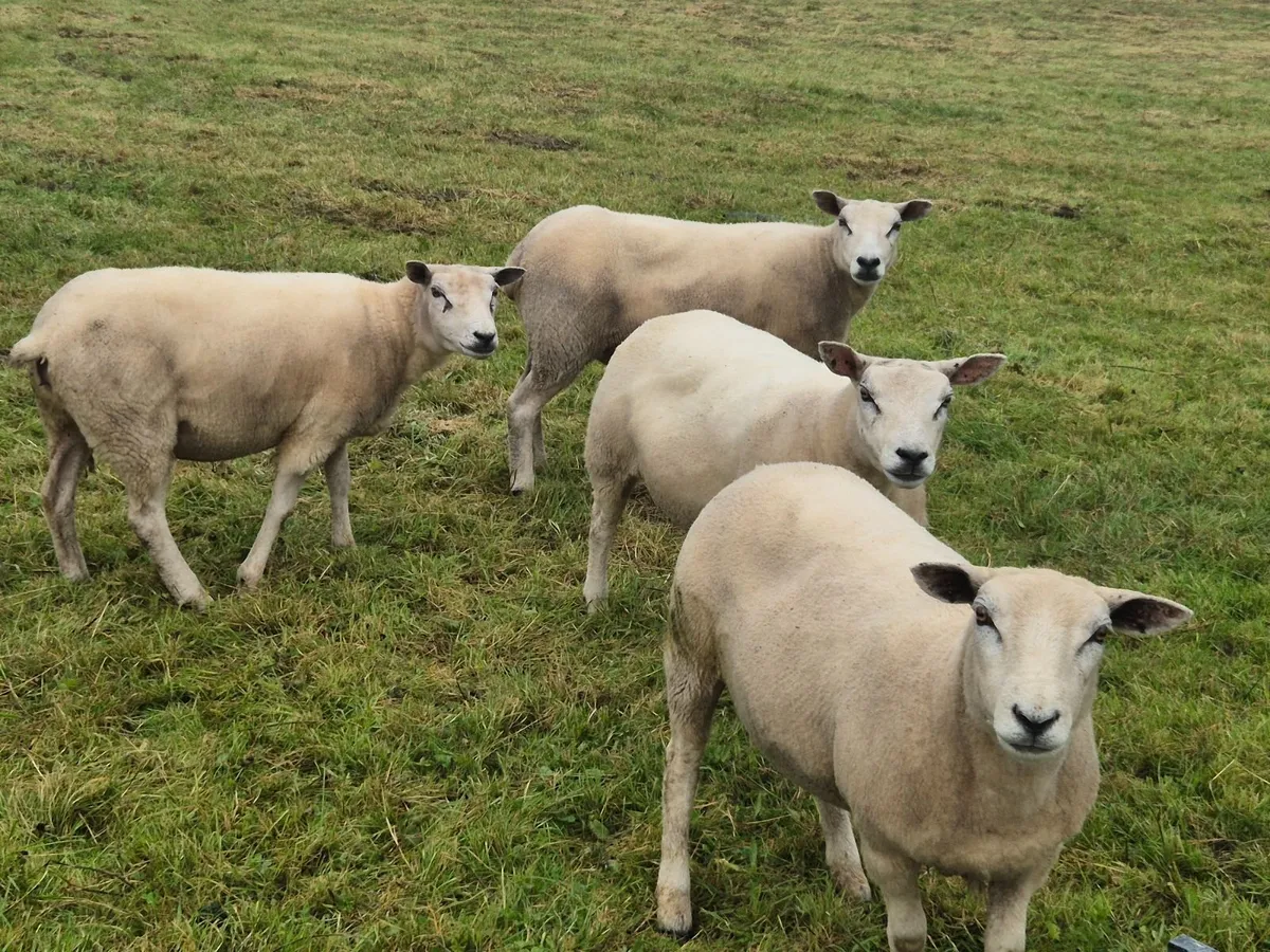 Lovely batch of Texel cross hoggets - Image 4