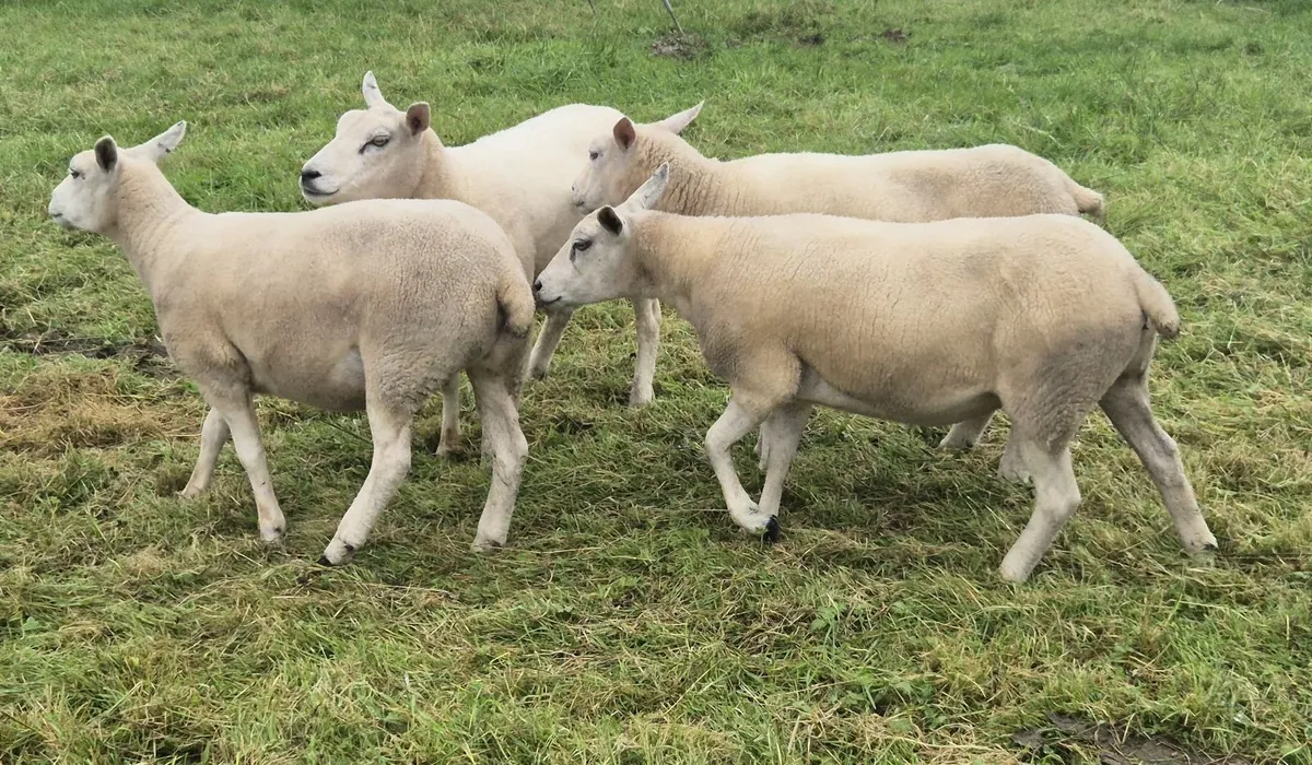 Lovely batch of Texel cross hoggets - Image 3