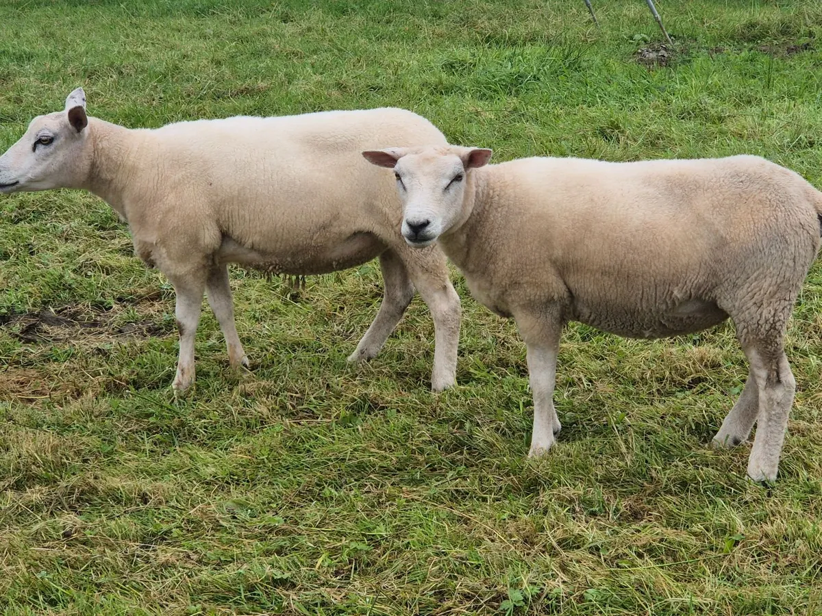 Lovely batch of Texel cross hoggets - Image 2