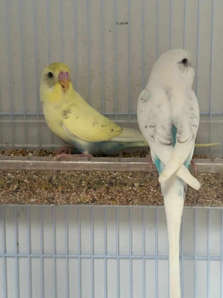 Budgies - Image 1