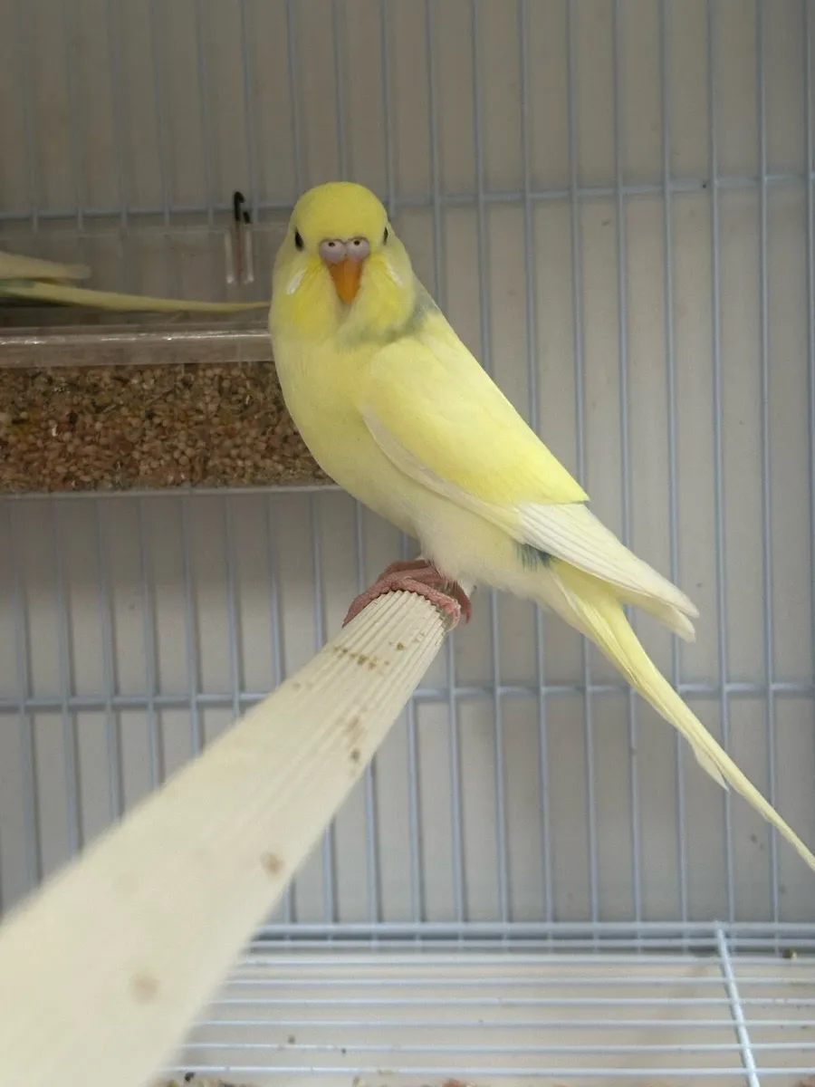 Budgies - Image 2