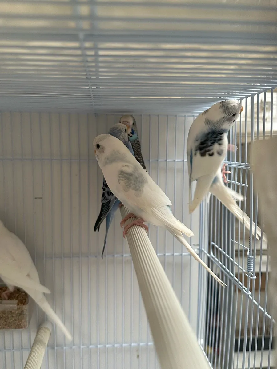 Budgies - Image 3