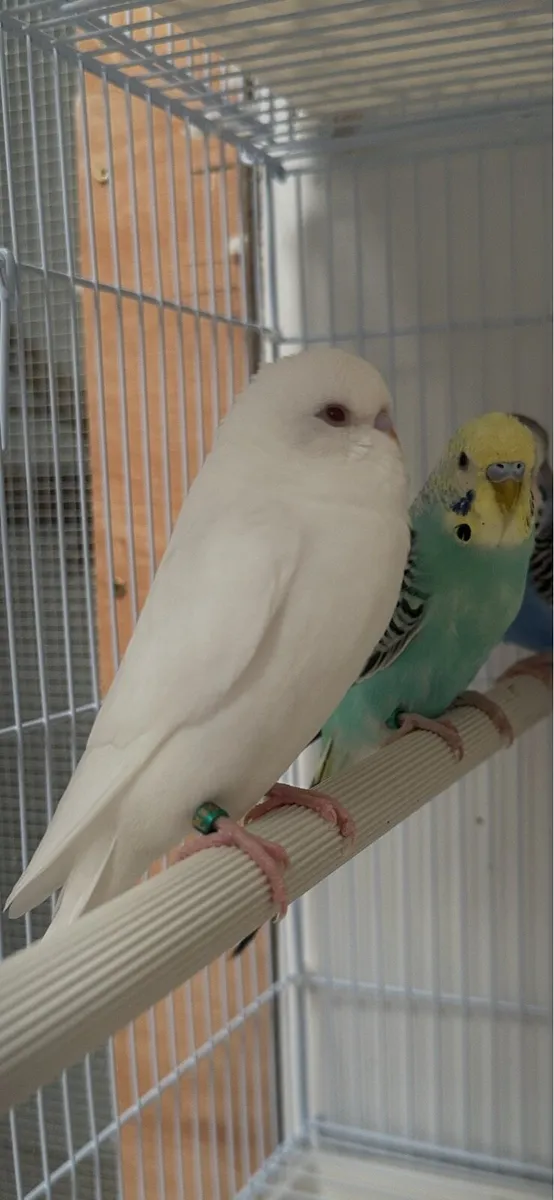 Budgies - Image 4