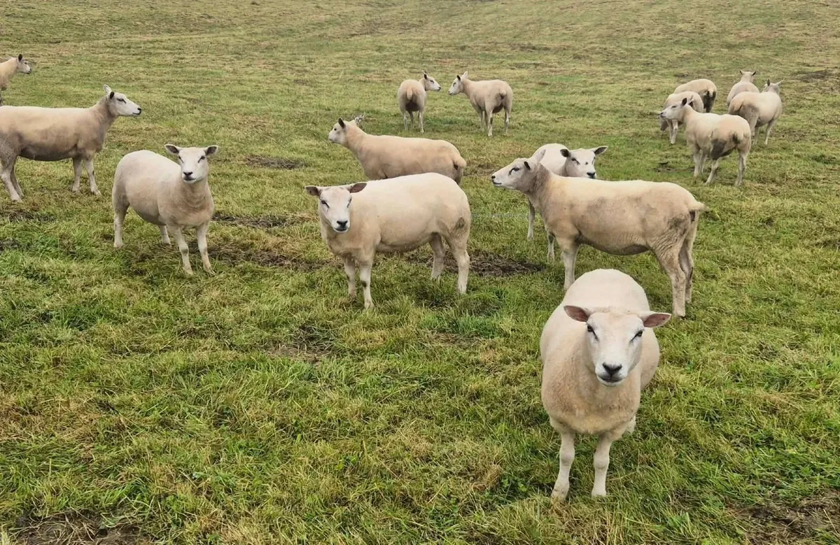 Lovely batch of Texel cross hoggets - Image 1