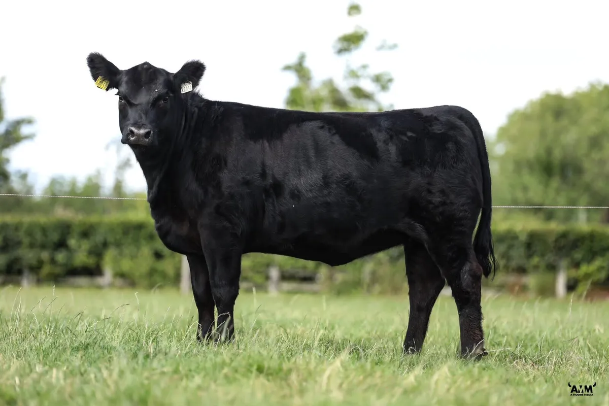 Lisduff Angus 26' Sale - Image 2