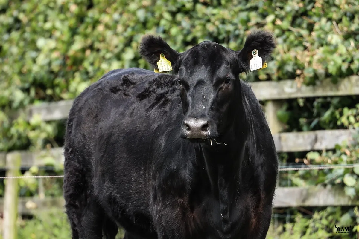 Lisduff Angus 26' Sale - Image 3