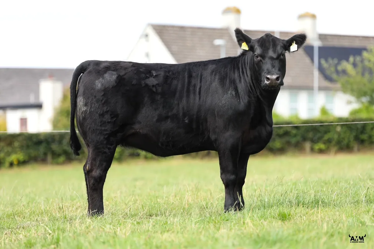 Lisduff Angus 26' Sale - Image 4